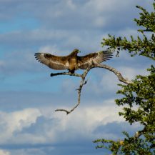 <p>An eagle (a Wahlberg's eagle, I think) spreads its wings while resting on a tree branch.</p>