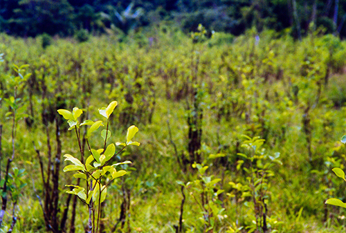 <p>Freshly harvested coca plants in the Putumayo jungle. Photo: Eric Fichtl</p>