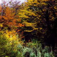 <p>An explosion of colour in the autumn leaves.</p>