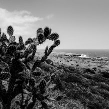 <p>An opuntia cactus at Boka Grandi. </p>