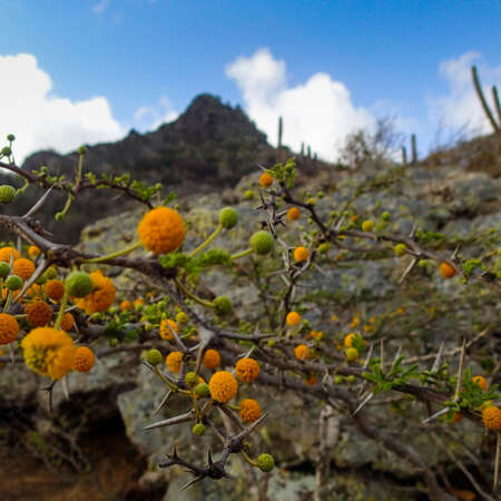 <p>This plant's bright orange flowers almost serve as a warning about the substantial thorns. Spotted in the Christoffelpark, a nature reserve home to Curaçao's highest point.</p>