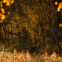 <p>Autumn leaves resemble a fireworks display.</p>