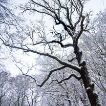 <p>A tall oak and other trees coated just perfectly during a rare Berlin snowfall. <br /></p>
<p>As I took this picture, a woman walking her dog passed by and said 'No one will ever believe those pictures are from Berlin'. Fair point.</p>