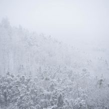 <p>Fog, snow, and cold air cloak the forested hills near Bad Freienwalde.</p>