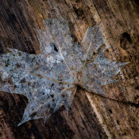 <p>A fallen leaf turns translucent as it decomposes in the last gasp of winter.</p>