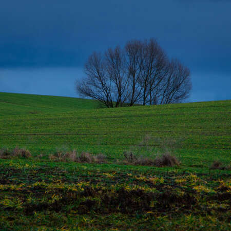 <p>Farm fields in subdued light early on a Christmas morning.</p>