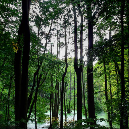 <p>A walk in a forest reveals a sort of swamp amid the trees. <br /></p>