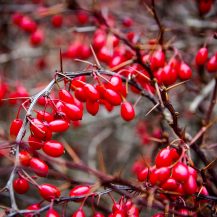 <p>Barberries provide a burst of colour in the winter. At least, I think they're barberries (I didn't do a taste test).<br /></p>