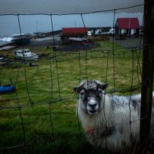 <p>An inquisitive stare from a sheep in the village of Hov. Sheep farming is a major industry in the Faroe Islands.</p>