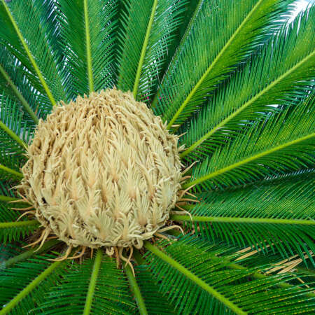 <p>The fronds of a palm prepare to open.</p>