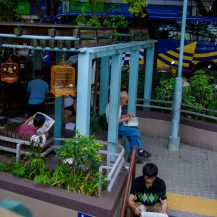 <p>Men gather to read and air their birds in the shade of a tiny park wedged between busy streets in Aberdeen, Hong Kong. Taking a caged bird for a walk is an old tradition – it is said that the birds are inspired to sing more beautifully by these meet-ups.<br /></p>
