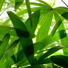 <p>Offering shade and casting a marvelous transfused light, these palms bring additional calm to Bali's special vibe. Botany fans, is this <em>Cyrtostachys renda</em>?</p>