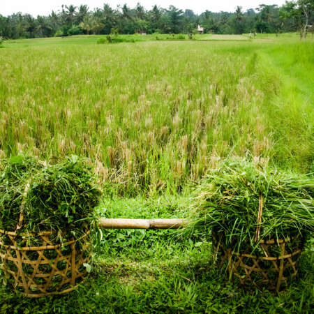 <p>A farmer's harvest.<br /></p>