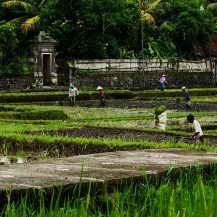 <p>Farmers harvesting rice near Ubud.</p>