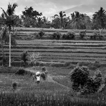 <p>A farmer carries some of his harvest through terraced paddies.</p>