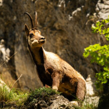 <p>An Apennine (or Abruzzan) chamois surveys the surroundings. Their dwindling numbers have been boosted by the safe haven of the Gran Sasso national park.<br /></p>