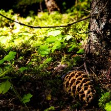 <p>A miniature still-life scene found in a forest in the Dolomites.</p>