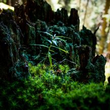 <p>A miniature forest grows in a tree stump that resembles the jutting peaks of the Dolomites, where this photo was taken.<br /></p>