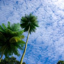 <p>Palms reach for the little fluffy clouds above Singapore.</p>