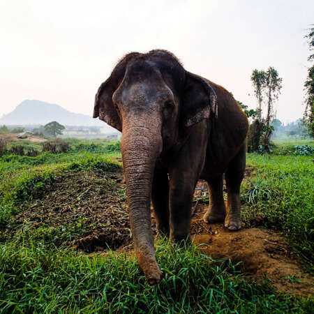 <p>Sandy is an elephant I spent a week hanging out with in Thailand. She was a graceful old lady!</p>