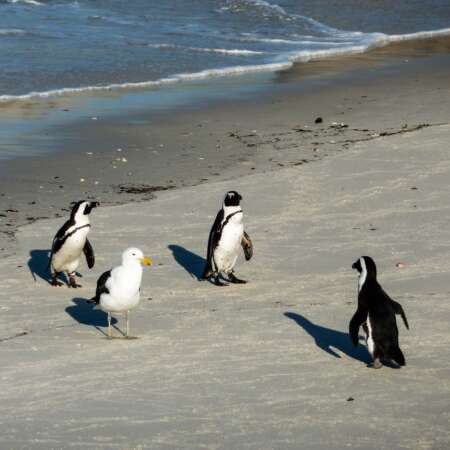 <p>Three African penguins eye an interloping seagull with seeming suspicion. Will they get along?</p>