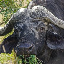 <p>OK, more of a stare from this grazing African buffalo, but just appreciate the Neneh Cherry reference. Prone to charging and trampling, this type of buffalo has not been domesticated and is one of Africa's most dangerous animals.<br /></p>