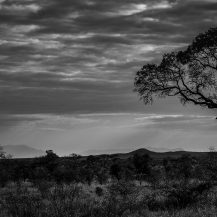 <p>A tree in the bushveld's immense space.</p>