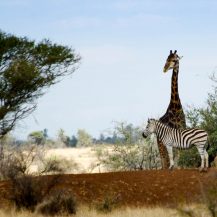 <p>A giraffe and a zebra share a moment.</p>