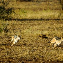 <p>Two jackals go from 'conversation' to chasing each other in an instant.</p>