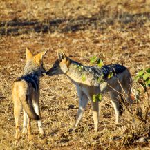 <p>Two jackals conversing.<br /></p>