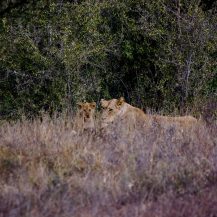 <p>A lioness and her cub eye the photographer. </p>