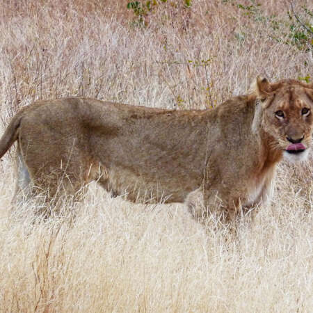 <p>This lioness isn't being rude: lions stick out their tongues to help smell potential prey or danger. </p>