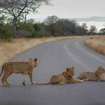 <p>Three clever lionesses make a roadblock to allow their cubs to cross the road.</p>