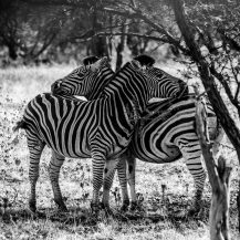<p>Two zebras almost seem to hug. Or is it a defensive posture?</p>