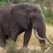 <p>If I'm not mistaken, this is elephant is fairly old. The sunken temples are one sign it's lived quite a few decades, as is its slightly weathered appearance. (Please let me know if you can tell me more about this one's age and gender!)<br /></p>