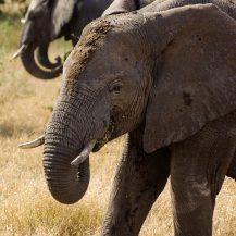 <p>Three elephants curl their trunks and eat in sync.</p>