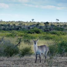 <p>A waterbuck stands in the open, with a herd of elephants in the distance. The waterbuck is a species of antelope, and prefers to stay near water as its strong swimming skills can serve as a defence mechanism.<br /></p>