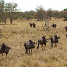 <p>Wildebeests walk in single file to hide their numbers, maybe. <br /></p>