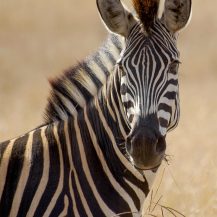 <p>A zebra strikes a noble pose.</p>