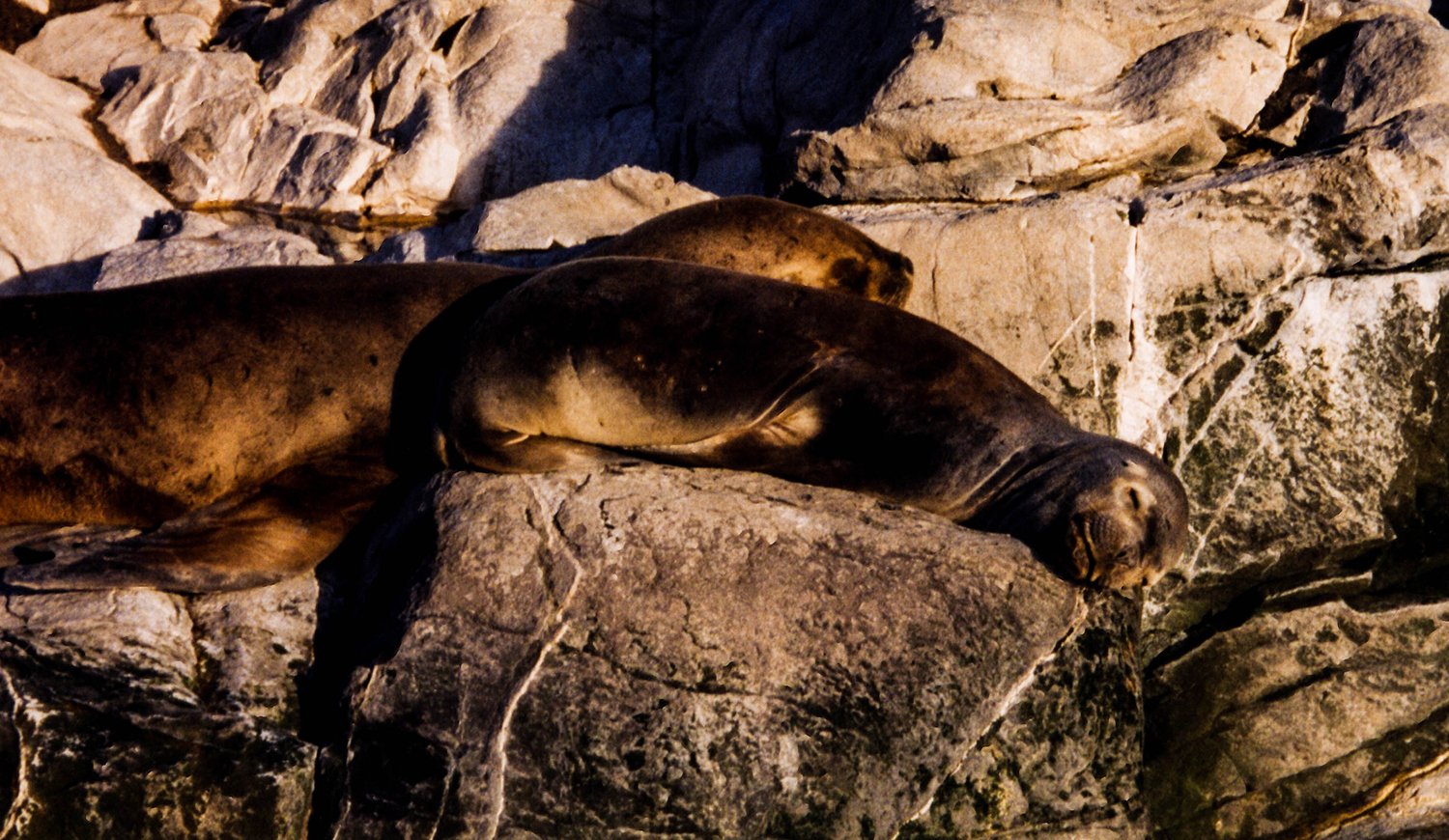 <p>Mother and pup sea lions (lobos marinos) rest on a rocky outcrop in the Beagle Channel, some kilometres offshore from Ushuaia.</p>