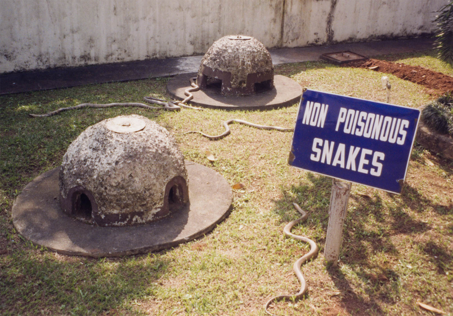 <p>A not entirely reassuring sign in a snake pit at the Instituto Butantã, a research centre famed for its anti-venom work. The scale isn't evident, but these snakes were all more than a metre long. And for good measure, there was another pit for poisonous snakes nearby.</p>