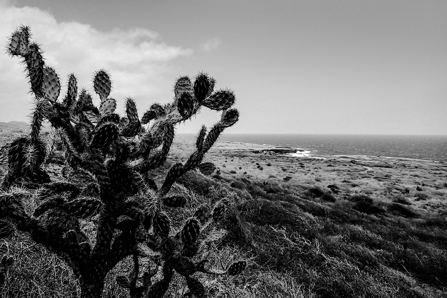 <p>An opuntia cactus at Boka Grandi. </p>