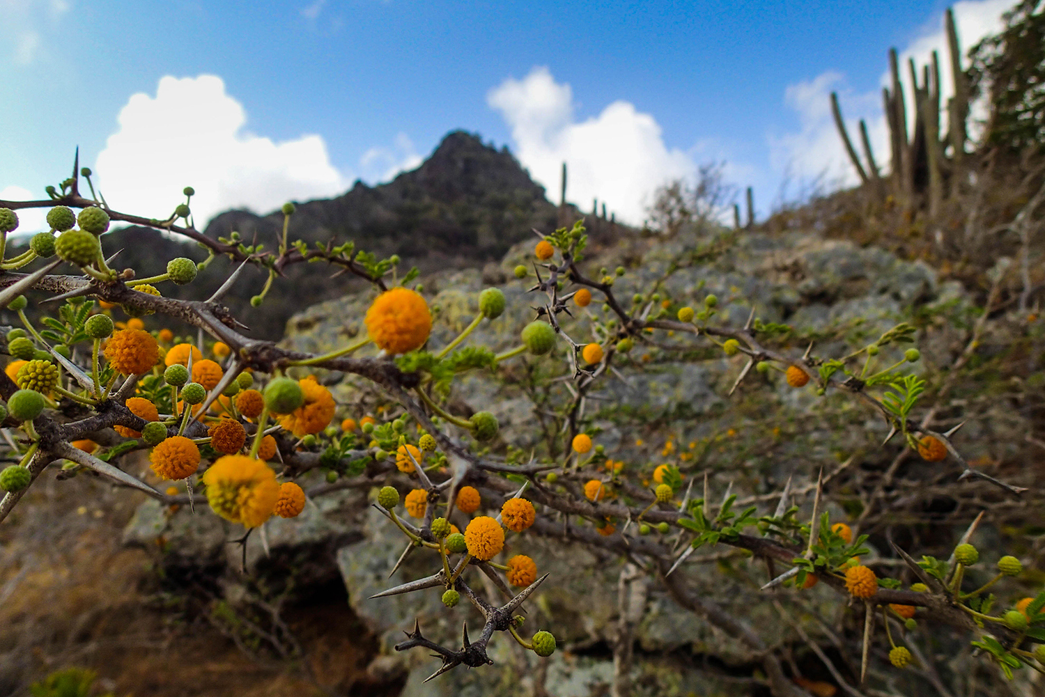 <p>This plant's bright orange flowers almost serve as a warning about the substantial thorns. Spotted in the Christoffelpark, a nature reserve home to Curaçao's highest point.</p>