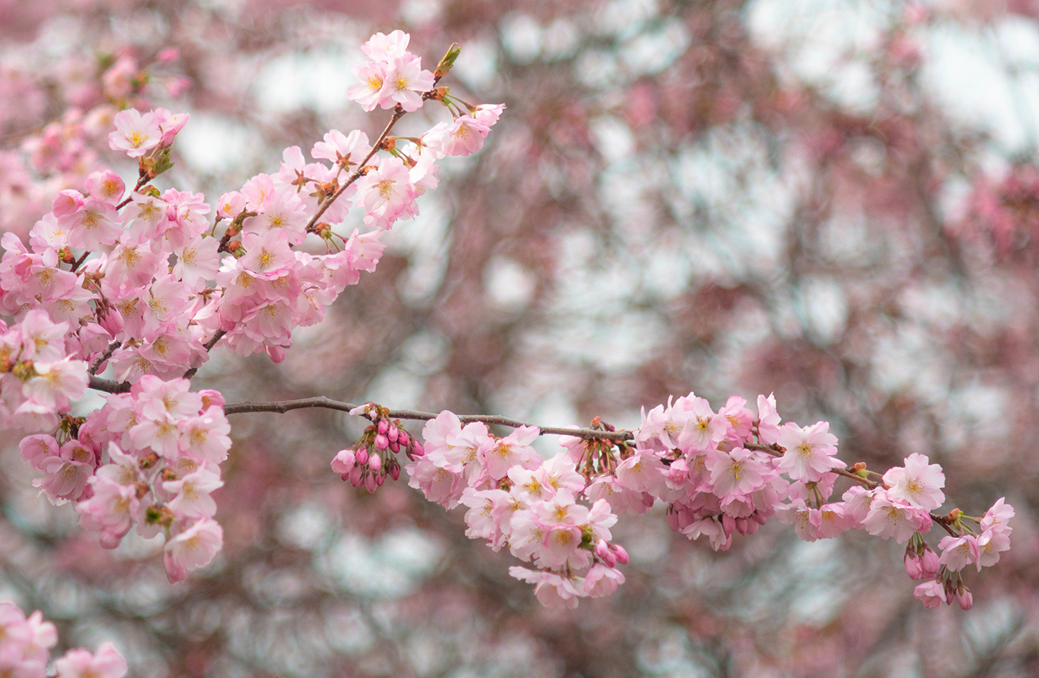 <p>Cherry blossoms in bloom in Berlin. <br /></p>
<p>The swirling background comes from a fantastic old lens, the Asahi SMC Takumar 135/f3.5. </p>