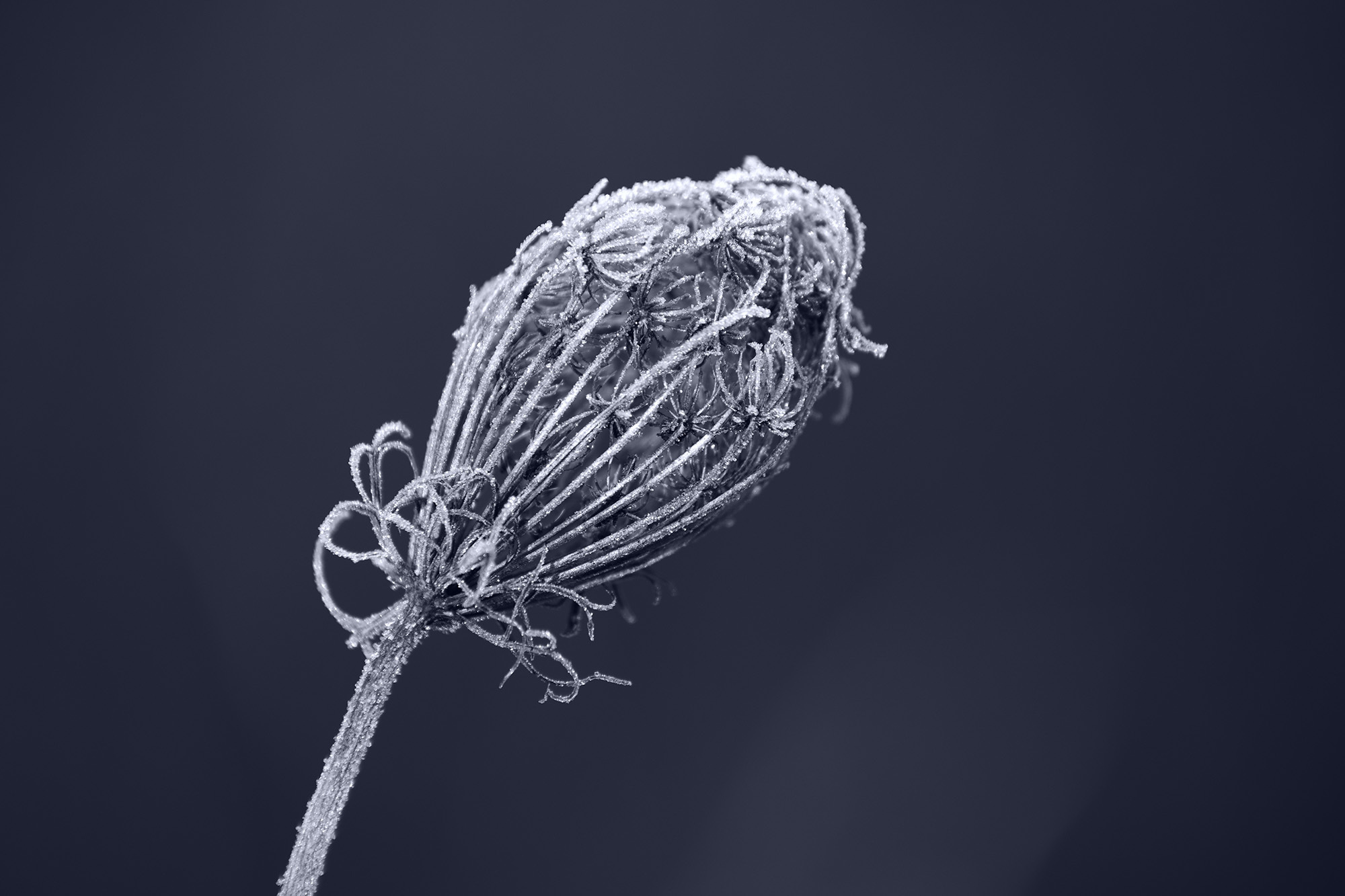 <p>A cold spell froze this flower before it could unfurl.</p>