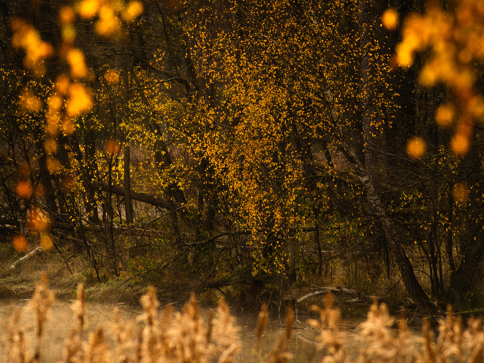<p>Autumn leaves resemble a fireworks display.</p>