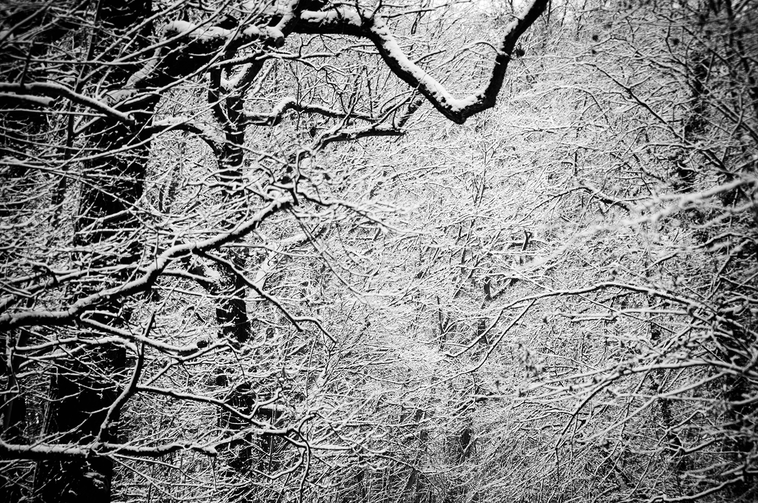 <p>Snow-coated branches intermingle ad infinitum.</p>