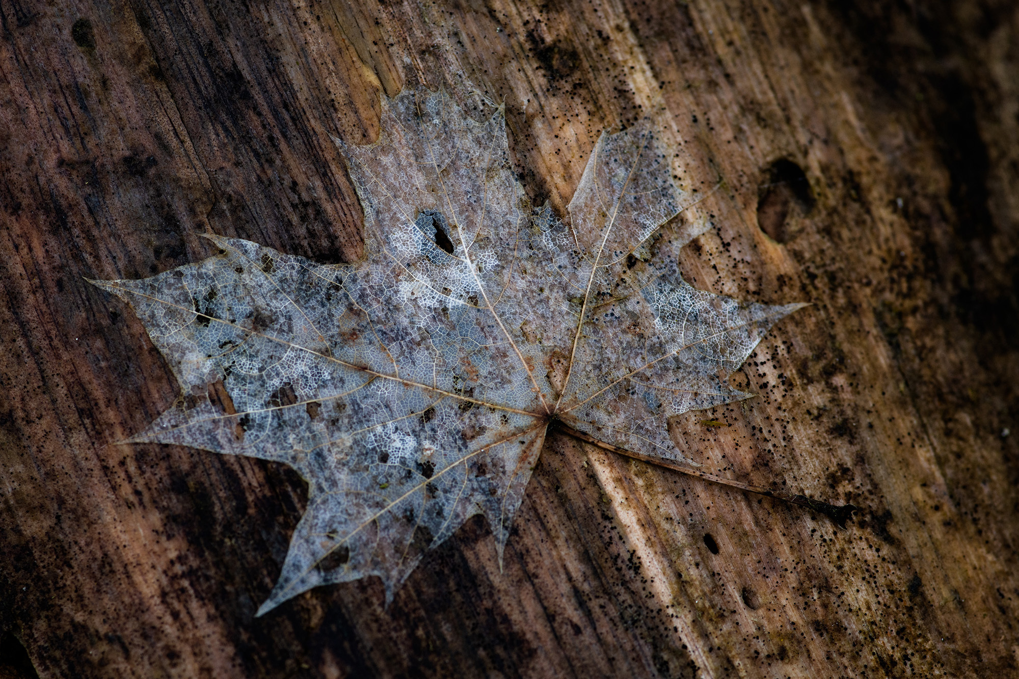 <p>A fallen leaf turns translucent as it decomposes in the last gasp of winter.</p>