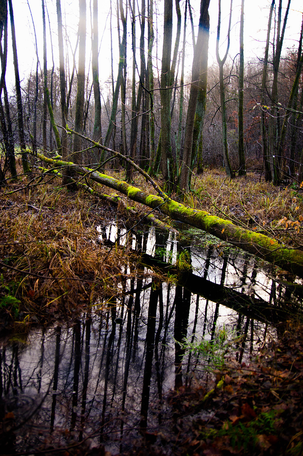 <p>A fallen tree in the forests between Buckow and Müncheberg.</p>