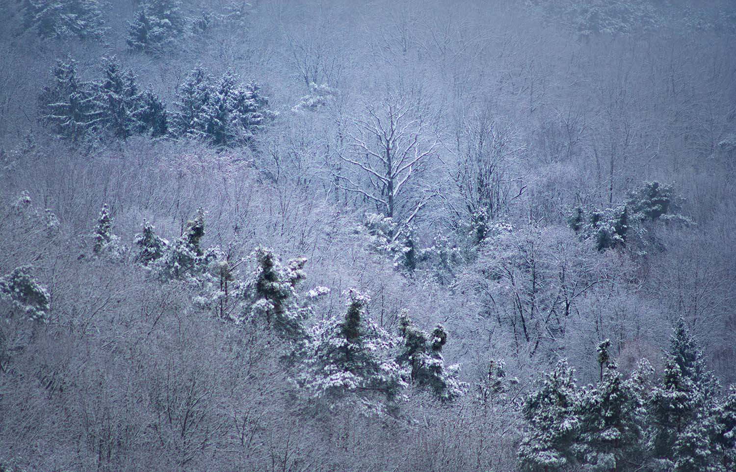 <p>A hillside of trees coated in snow just after sunrise.</p>